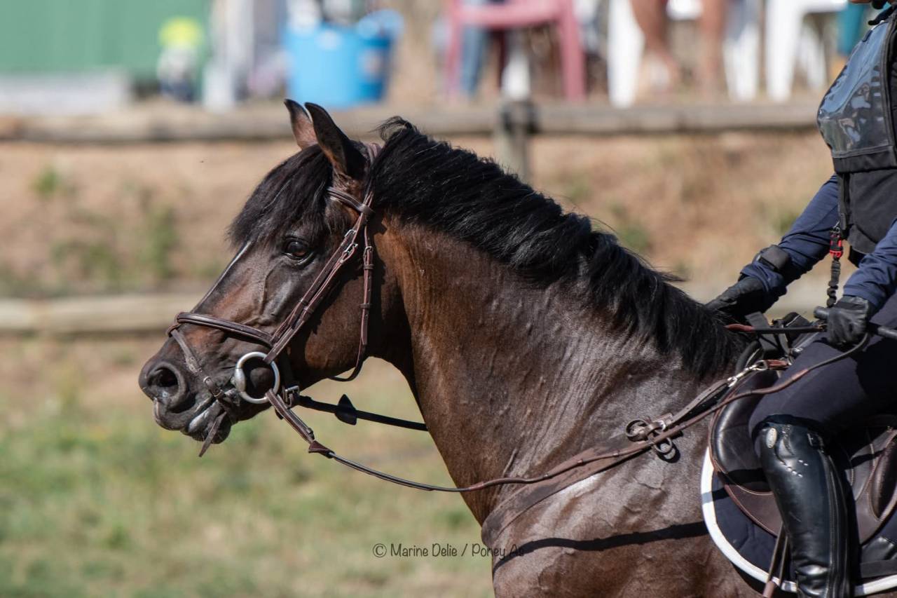 Secret d'Arquetan - French Saddle Pony 2006 by GEDEON DES MAUVIS