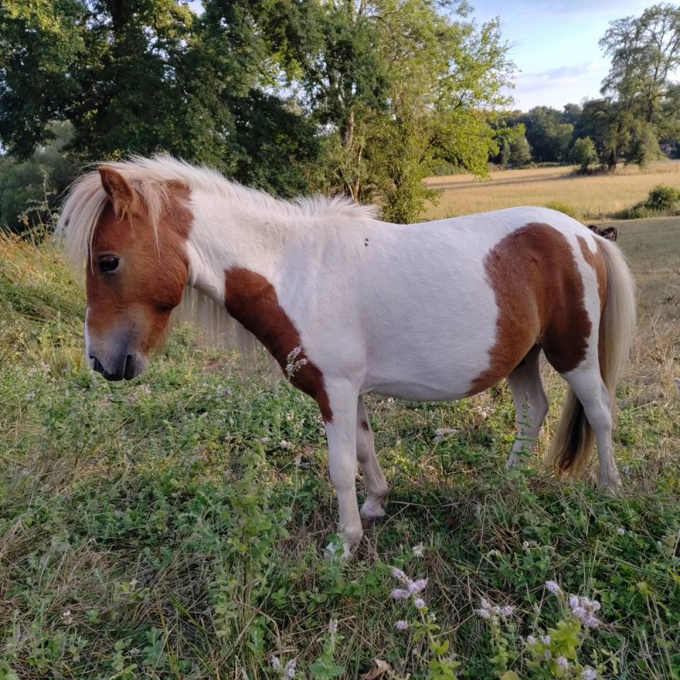 Entire Origin Recorded For sale 2023 Coloured