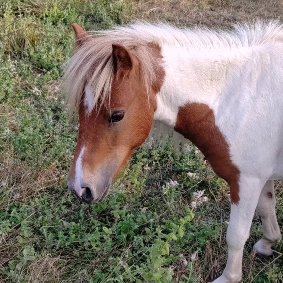 Entire Origin Recorded For sale 2023 Coloured