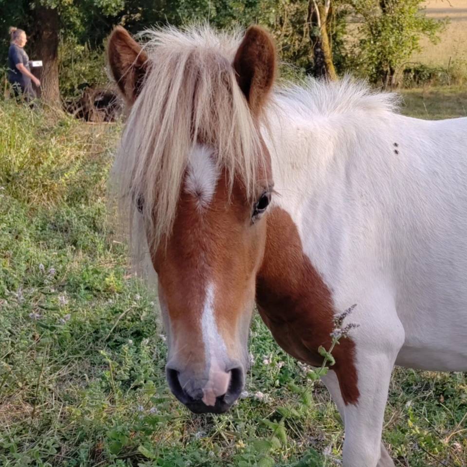 Entire Origin Recorded For sale 2023 Coloured