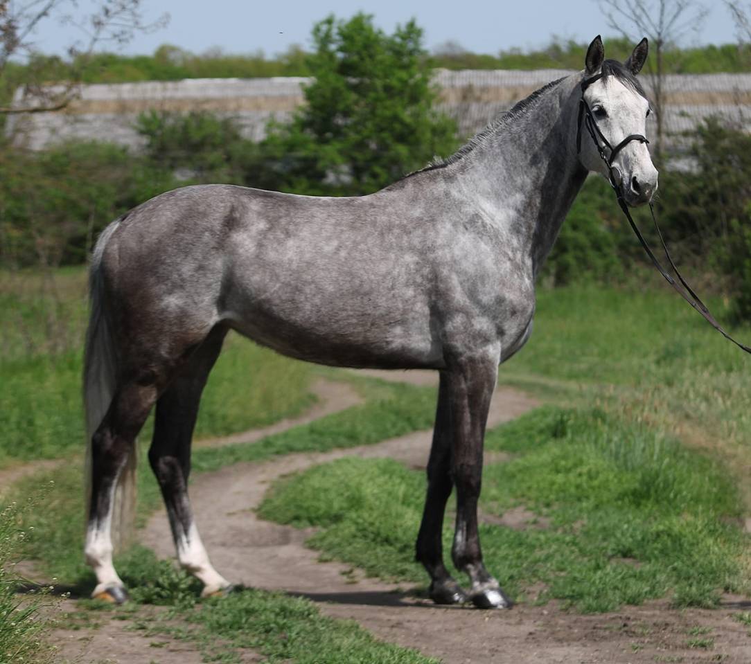 Nirvana &ndash; Allround Mare for Sport & Leisure (Jumping 11