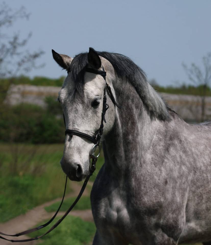 Nirvana &ndash; Allround Mare for Sport & Leisure (Jumping 11