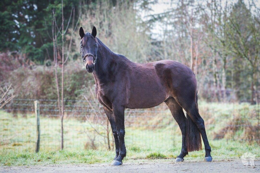 Gelding Origin Recorded For sale 2021 Dark Bay