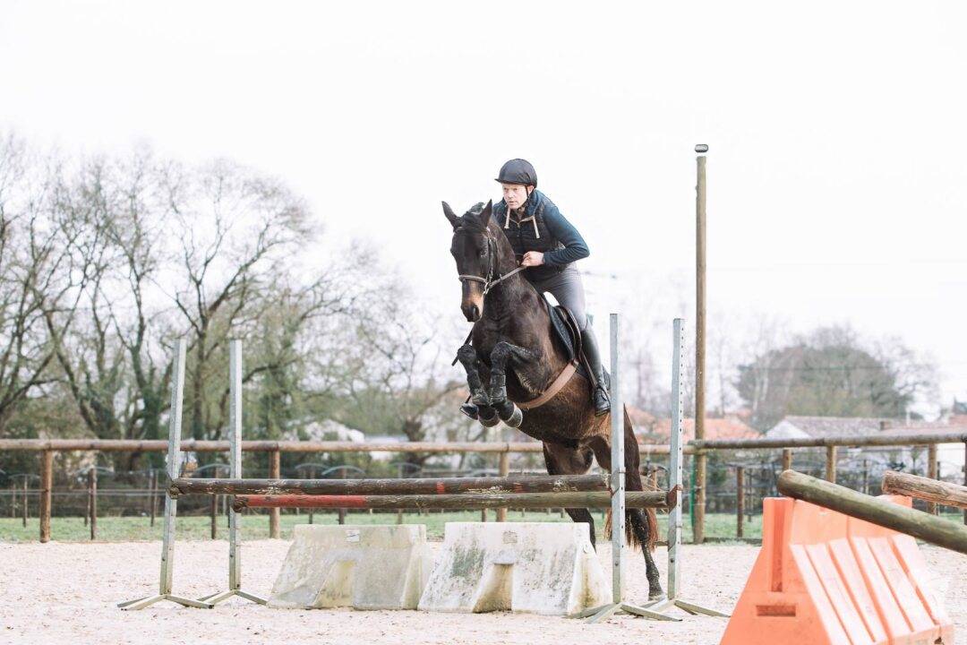 Gelding Origin Recorded For sale 2021 Dark Bay