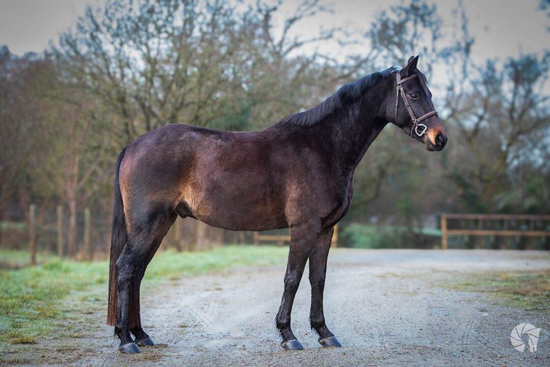 Gelding Origin Recorded For sale 2021 Dark Bay