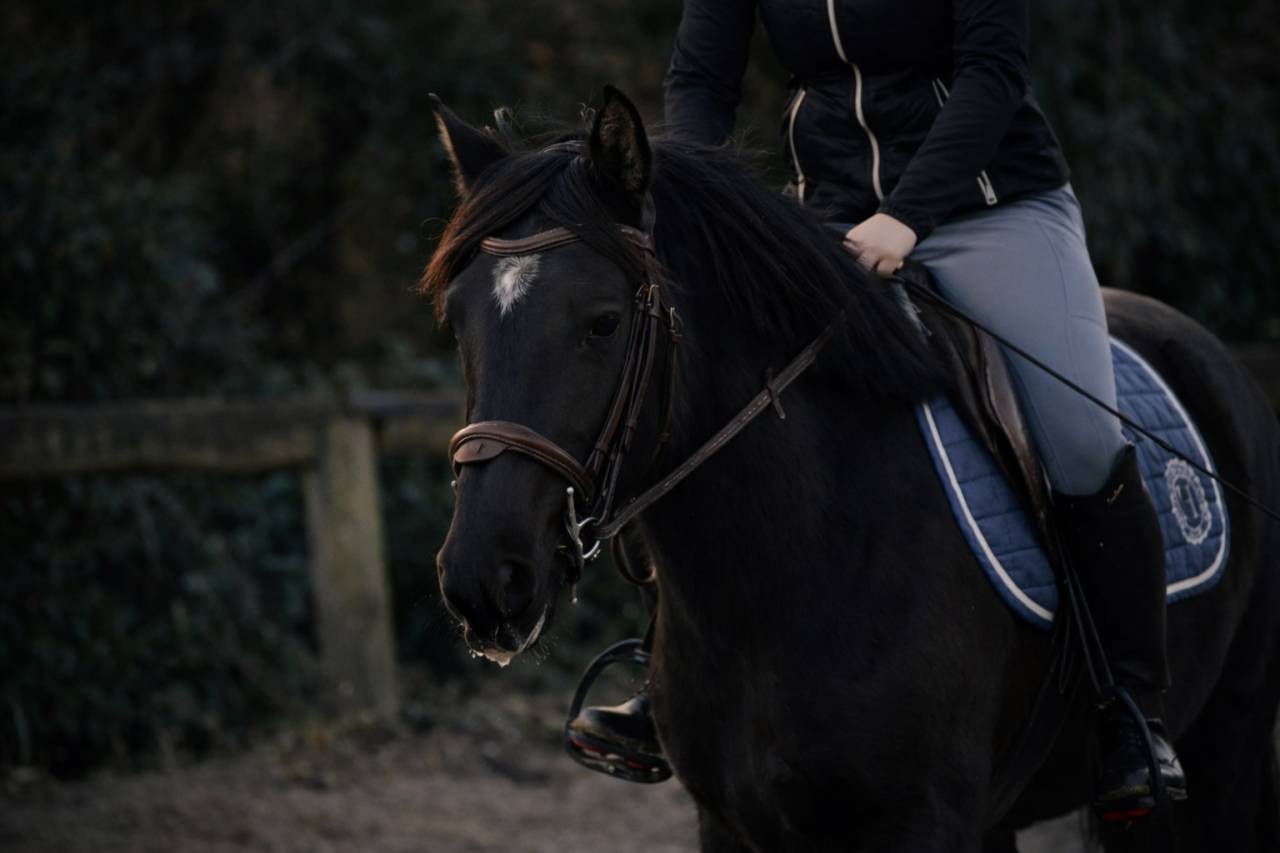 Mare Origin Recorded For sale 2021 Black