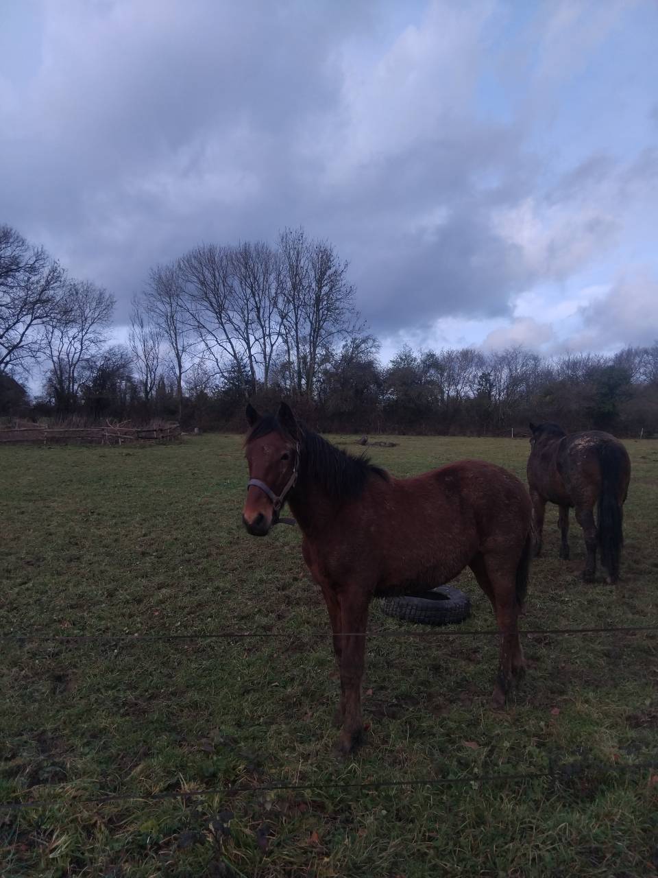 Entire Haflinger For sale 2025 Dark Bay