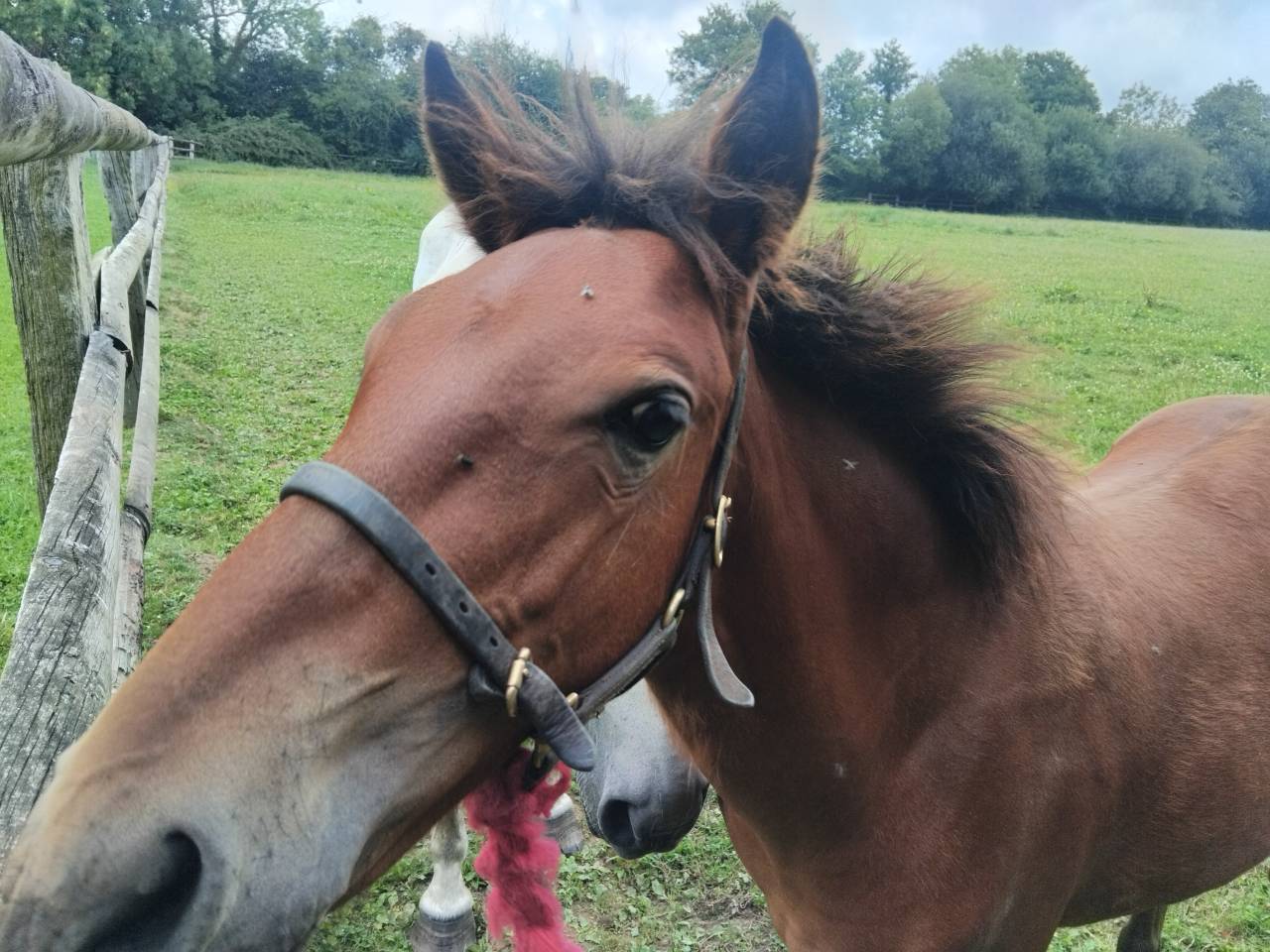 Entire Haflinger For sale 2025 Dark Bay