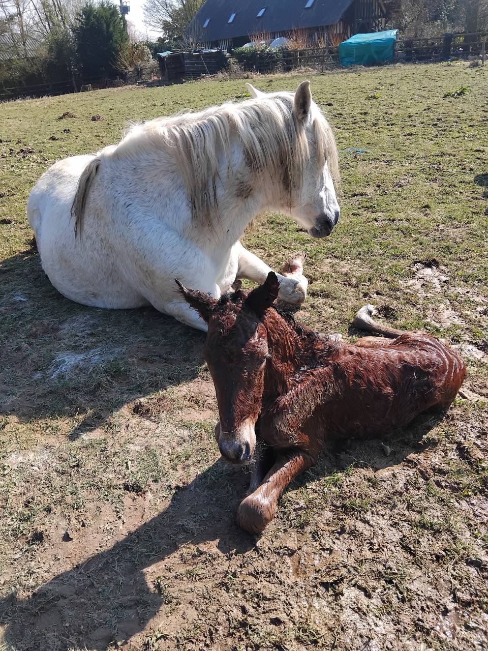 Entire Haflinger For sale 2025 Dark Bay