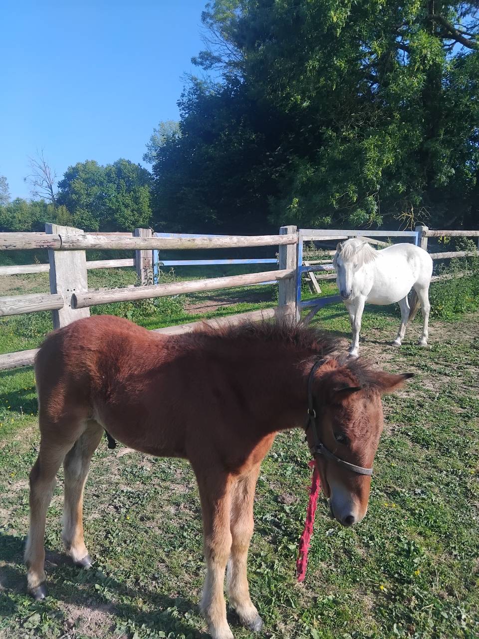 Entire Haflinger For sale 2025 Dark Bay