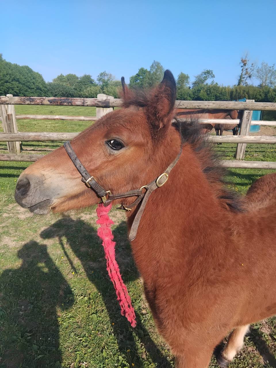 Entire Haflinger For sale 2025 Dark Bay