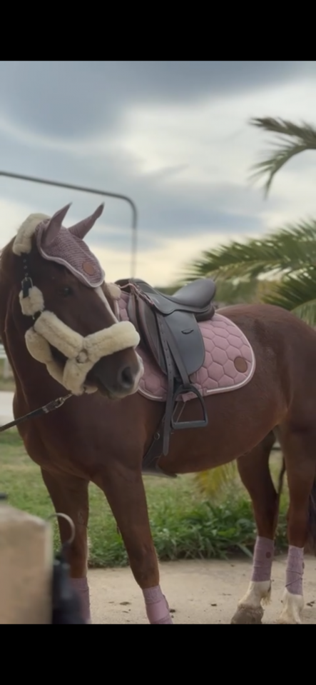 Gelding Welsh Pony (Section D), Welsh Cob For sale 2018 Chesnut