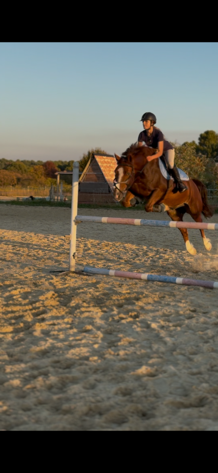 Gelding Welsh Pony (Section D), Welsh Cob For sale 2018 Chesnut