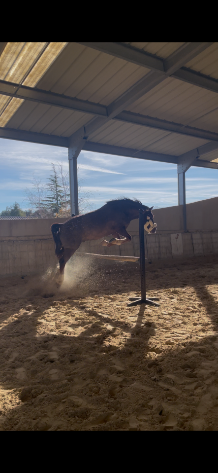 Gelding Welsh Pony (Section D), Welsh Cob For sale 2018 Chesnut