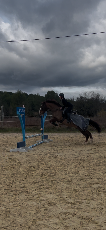 Gelding Welsh Pony (Section D), Welsh Cob For sale 2018 Chesnut