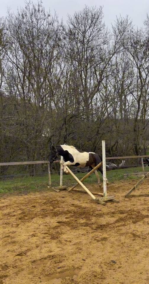 Gelding Connemara For sale 2020 Coloured