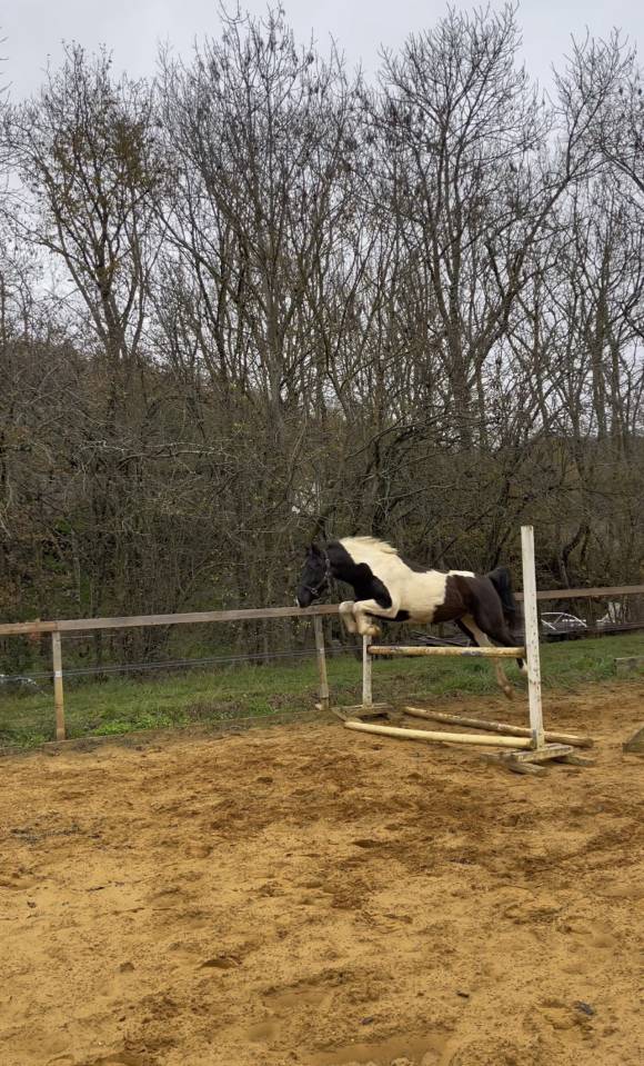 Gelding Connemara For sale 2020 Coloured