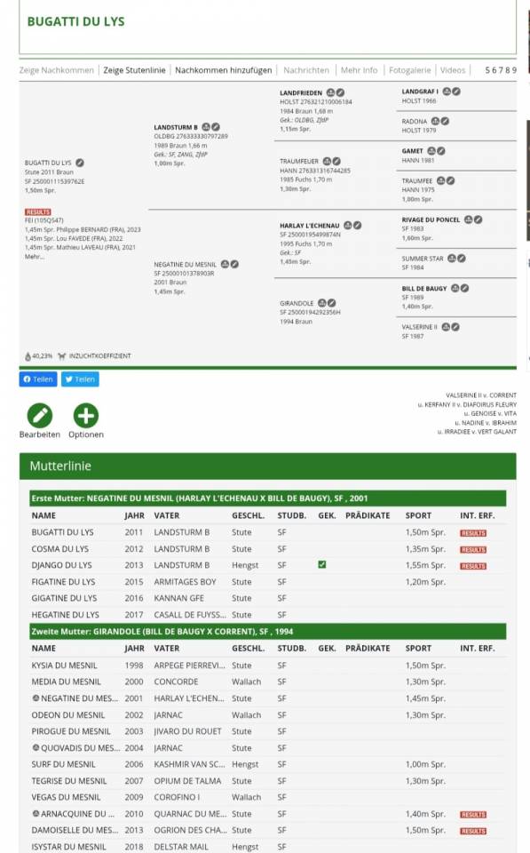 Broodmare Selle Fran&ccedil;ais For sale 2011 Bay