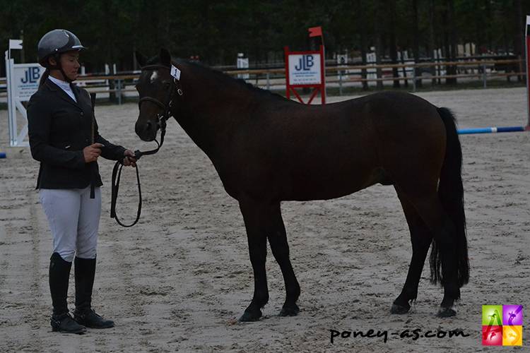 Raboliot d'Arquetan - French Saddle Pony 2005 by FURY DES MAUVIS