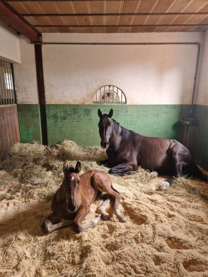 Stud farm  Sa&ocirc;ne-et-Loire