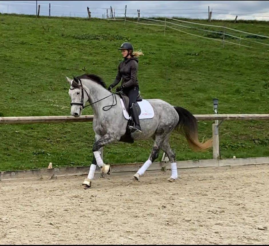 Mare Hanoverian For sale 2021 Grey