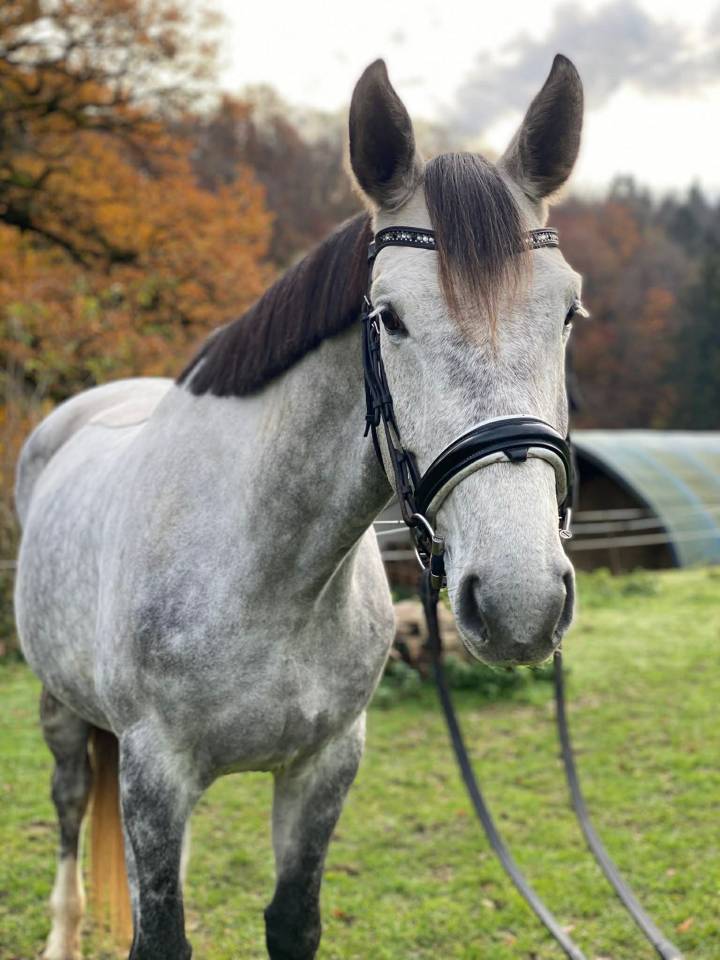 Mare Hanoverian For sale 2021 Grey