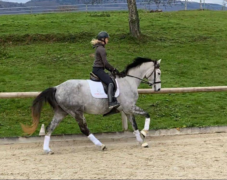 Mare Hanoverian For sale 2021 Grey