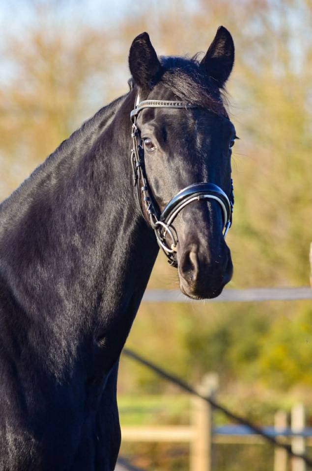 Mare KWPN Dutch Warmblood For sale 2022 Black
