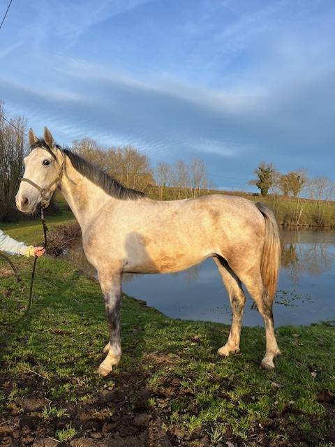 Gelding Origin Recorded For sale 2022 Grey