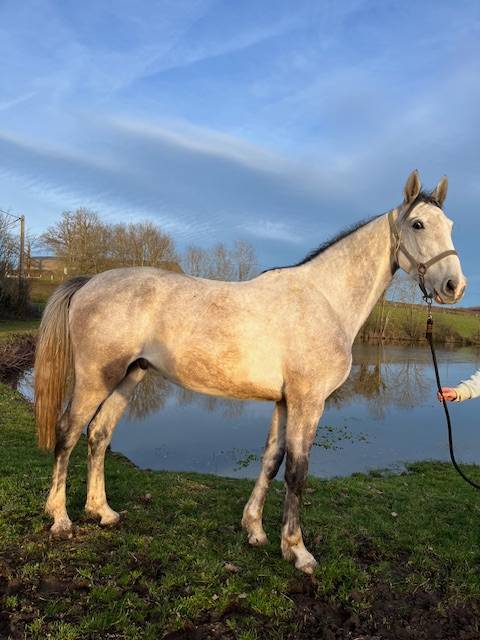 Gelding Origin Recorded For sale 2022 Grey