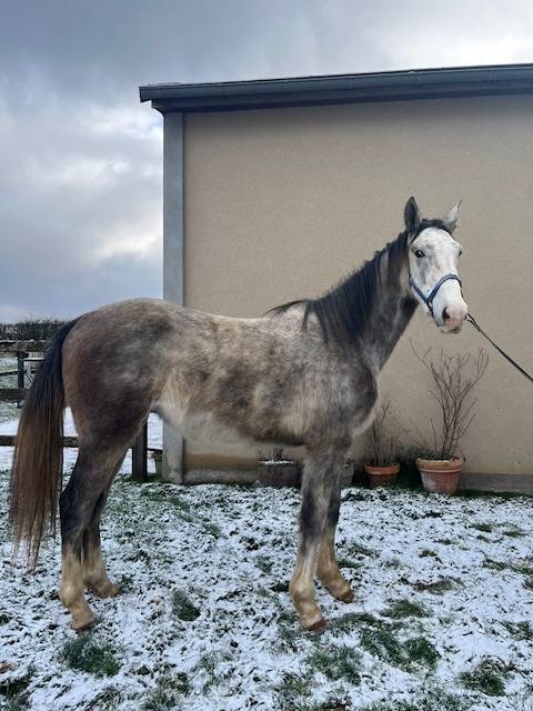 Gelding Origin Recorded For sale 2023 Grey