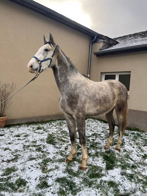 Gelding Origin Recorded For sale 2023 Grey