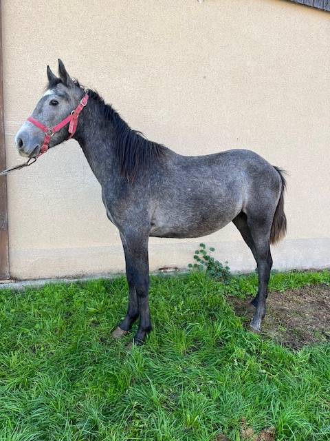 Colt Connemara For sale 2024 Grey