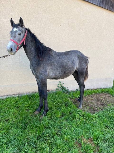 Colt Connemara For sale 2024 Grey
