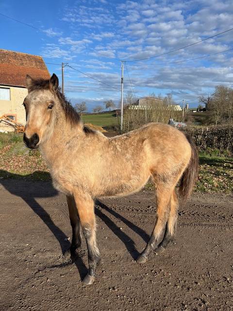 Gelding Connemara For sale 2025 Buckskin