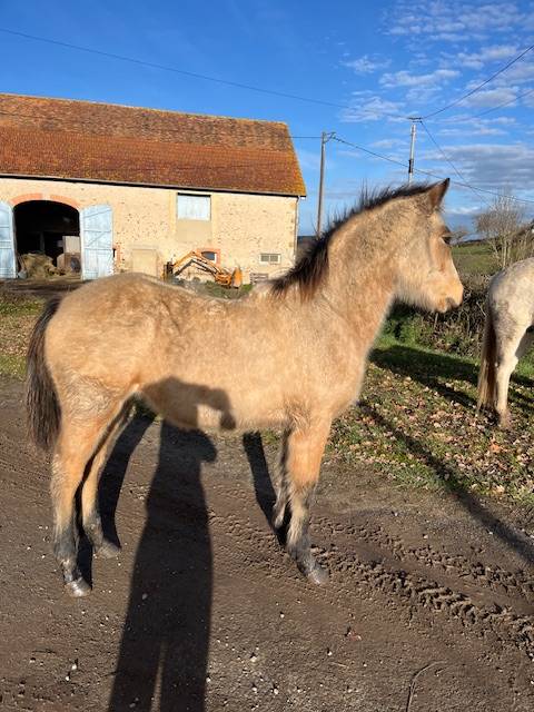 Gelding Connemara For sale 2025 Buckskin