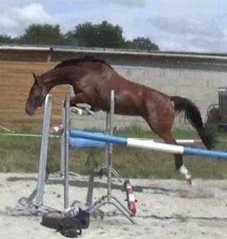 Mare Selle Fran&ccedil;ais For sale 2014 Bay