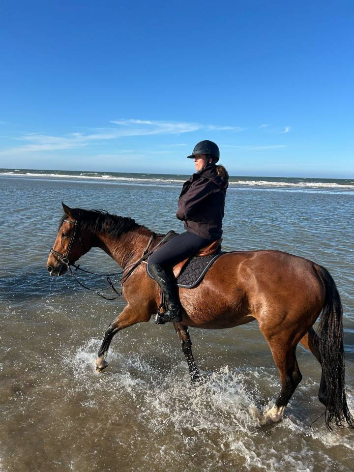 Mare Selle Fran&ccedil;ais For sale 2014 Bay