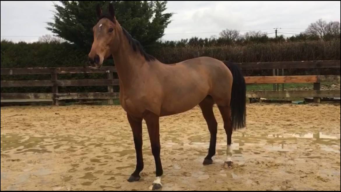 Mare Selle Fran&ccedil;ais For sale 2014 Bay