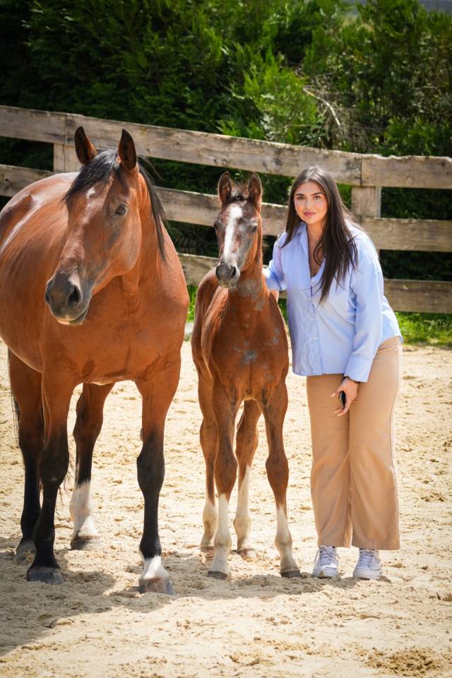 Mare Selle Fran&ccedil;ais For sale 2014 Bay