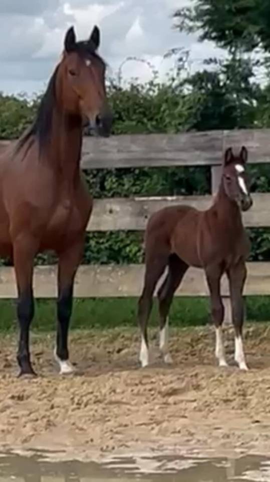 Mare Selle Fran&ccedil;ais For sale 2014 Bay