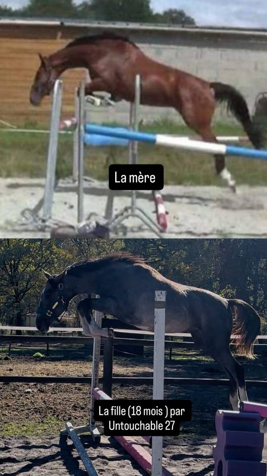 Mare Selle Fran&ccedil;ais For sale 2014 Bay