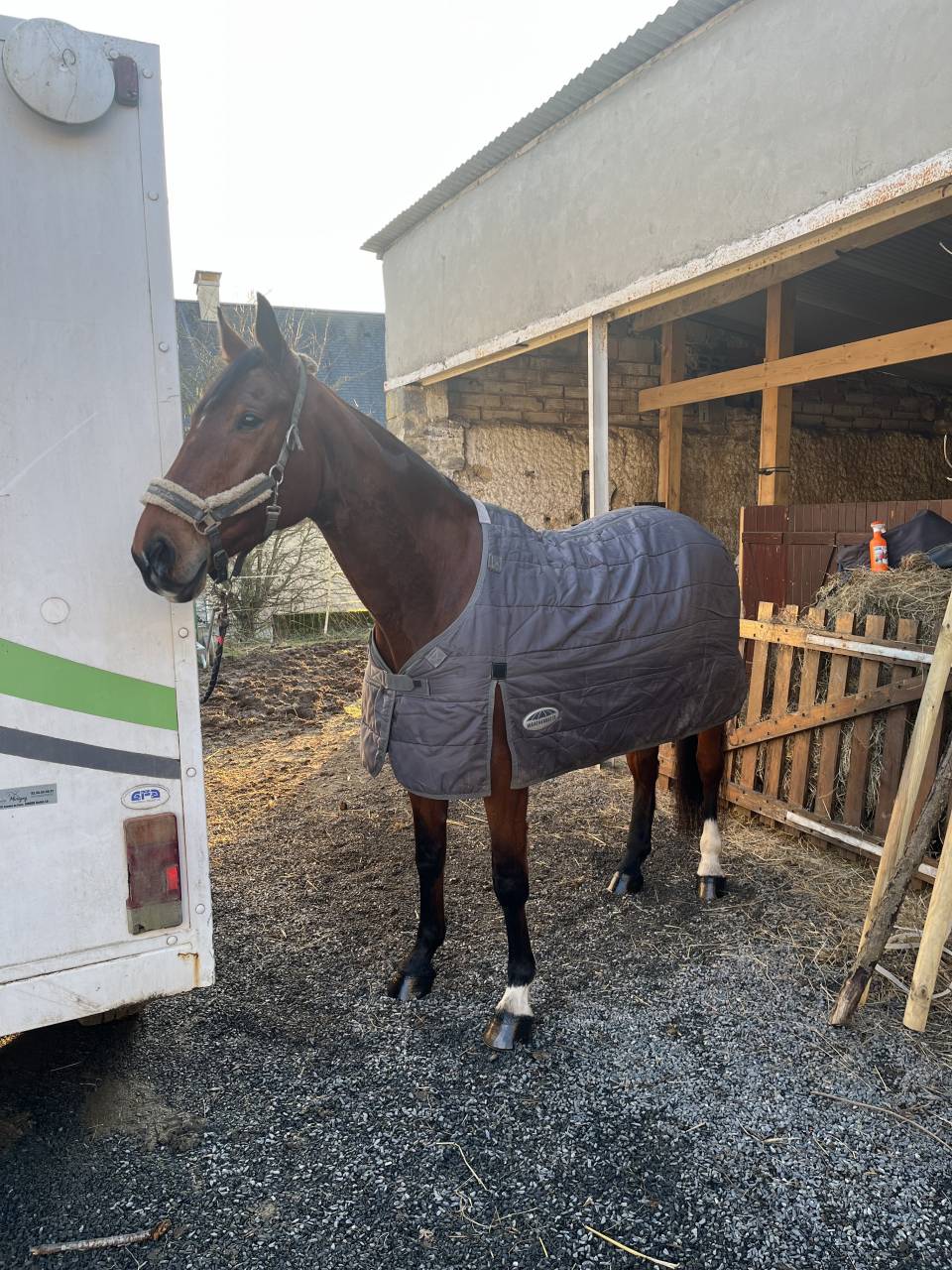 Mare Selle Fran&ccedil;ais For sale 2014 Bay