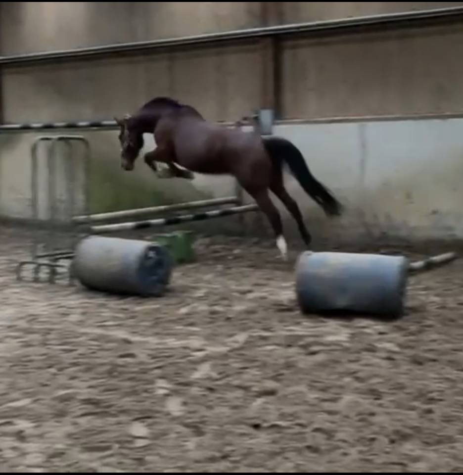 Mare Selle Fran&ccedil;ais For sale 2014 Bay