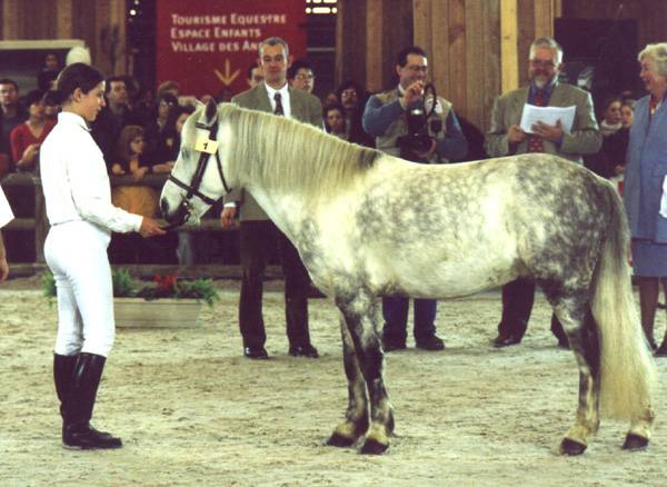 Fury des Mauvis - Dartmoor 1993 by SHILSTONE ROCKS AVALANCHE (GBR)