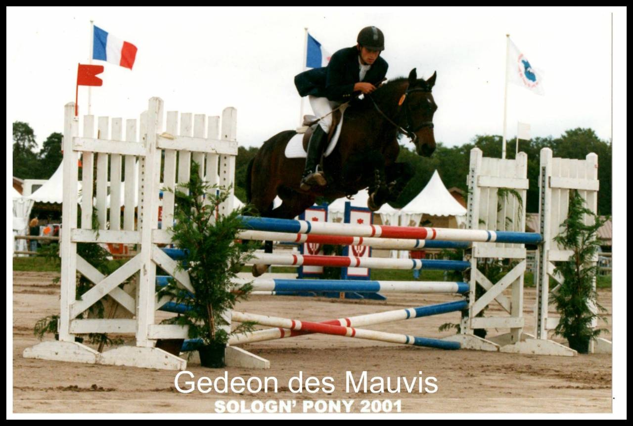 Gedeon des Mauvis - New Forest 1994 by MAYTREE SULTAN (GBR)
