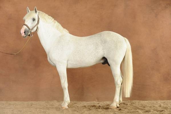 Iwan de Villate - French Saddle Pony 1996 by VVHISKY VIF ARGENT