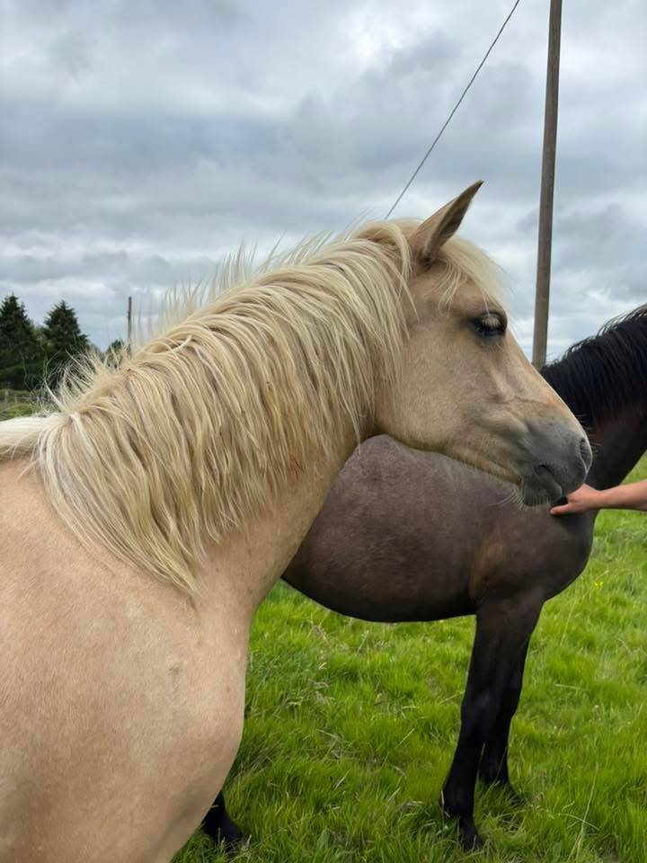 Filly Connemara For sale 2024 Palomino