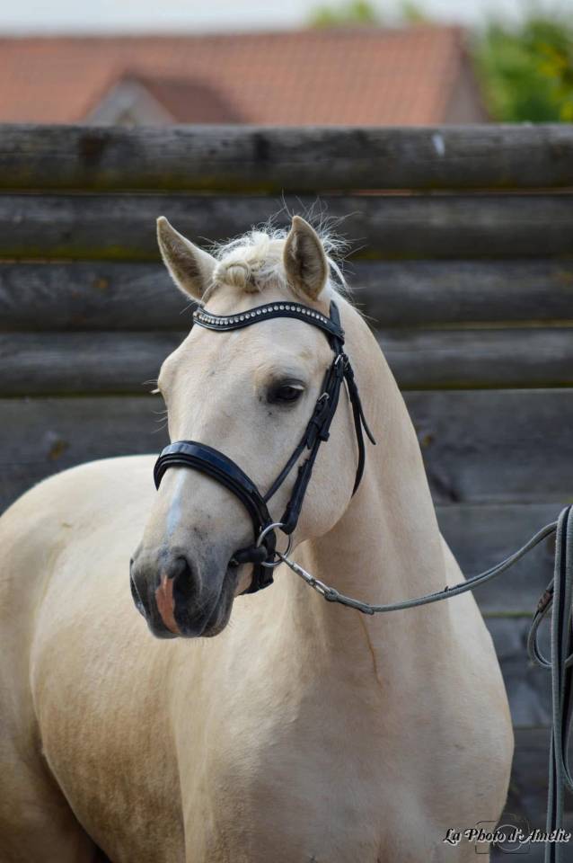 Filly Connemara For sale 2024 Palomino
