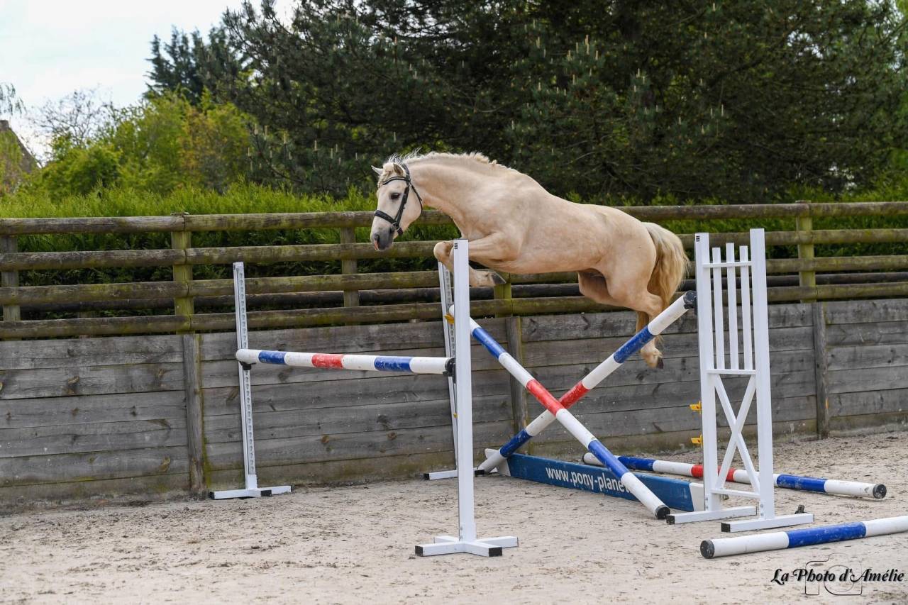 Filly Connemara For sale 2024 Palomino